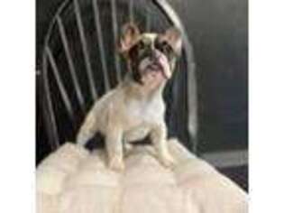 French Bulldog Puppy for sale in Ruidoso, NM, USA