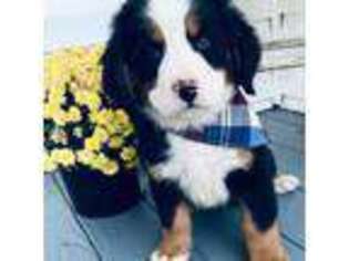 Bernese Mountain Dog Puppy for sale in Jefferson, NC, USA