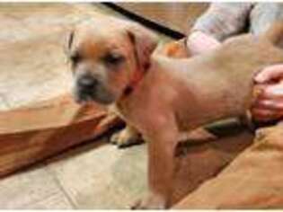 Cane Corso Puppy for sale in Harrington, DE, USA