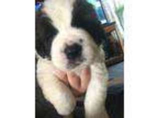 Saint Bernard Puppy for sale in Plymouth, IN, USA
