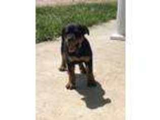 Rottweiler Puppy for sale in Bolivar, MO, USA