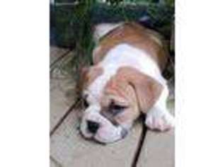 Olde English Bulldogge Puppy for sale in Reidsville, NC, USA