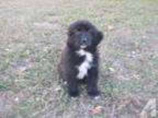 Newfoundland Puppy for sale in MCHENRY, IL, USA