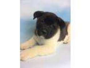 Akita Puppy for sale in East Sparta, OH, USA
