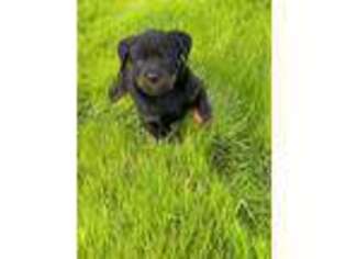 Rottweiler Puppy for sale in Sunol, CA, USA