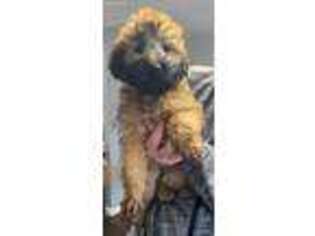 Soft Coated Wheaten Terrier Puppy for sale in Kettering, OH, USA
