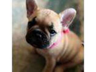 French Bulldog Puppy for sale in Charles City, VA, USA