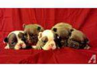 French Bulldog Puppy for sale in DALY CITY, CA, USA