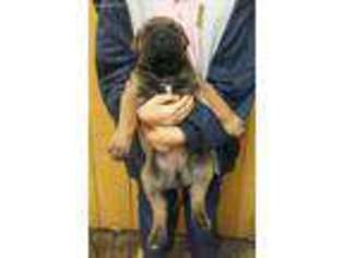 Fila Brasileiro Puppy for sale in Lynn Haven, FL, USA