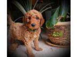 Goldendoodle Puppy for sale in Pulaski, PA, USA