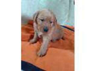 Golden Retriever Puppy for sale in Leicester, VT, USA