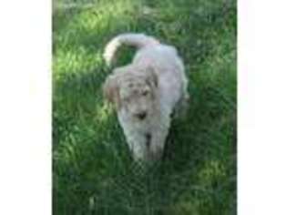 Labradoodle Puppy for sale in Barneveld, WI, USA