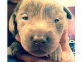 Labrador Retriever Puppy for sale in SIDNEY, NE, USA