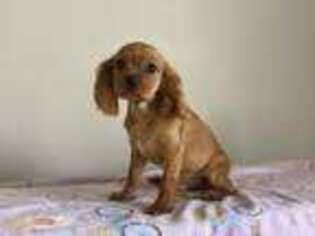 Cavalier King Charles Spaniel Puppy for sale in Suwanee, GA, USA