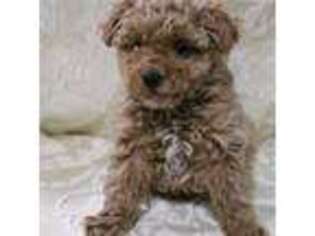 Mutt Puppy for sale in Winslow, AZ, USA