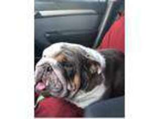 Bulldog Puppy for sale in Johnson City, TN, USA