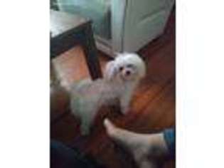 Maltese Puppy for sale in Linden, NJ, USA