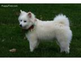American Eskimo Dog Puppy for sale in Millersburg, OH, USA