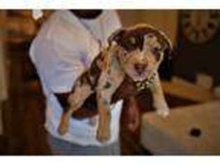 Mutt Puppy for sale in Dayton, TN, USA