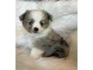 Miniature Australian Shepherd Puppy for sale in West Unity, OH, USA