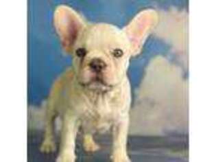 French Bulldog Puppy for sale in Canton, OH, USA