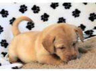 Labrador Retriever Puppy for sale in Moffat, CO, USA