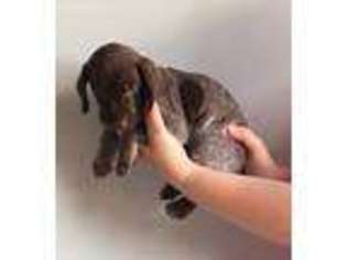 German Shorthaired Pointer Puppy for sale in Newville, PA, USA