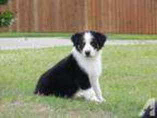 Australian Shepherd Puppy for sale in ROWLETT, TX, USA