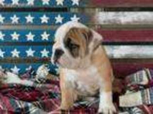 Bulldog Puppy for sale in Haysville, KS, USA
