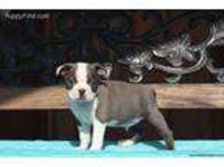 Boston Terrier Puppy for sale in Selinsgrove, PA, USA