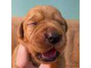 Labrador Retriever Puppy for sale in Hartly, DE, USA