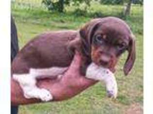 Dachshund Puppy for sale in Van Buren, AR, USA