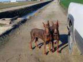 Doberman Pinscher Puppy for sale in Tulare, CA, USA