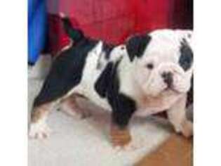 Bulldog Puppy for sale in Blanchard, MI, USA