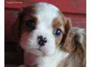 Cavalier King Charles Spaniel Puppy for sale in Viola, AR, USA