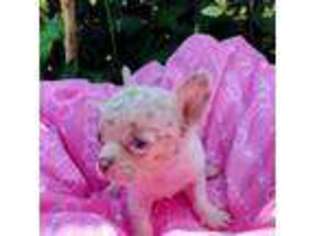 Chihuahua Puppy for sale in Martinsville, VA, USA