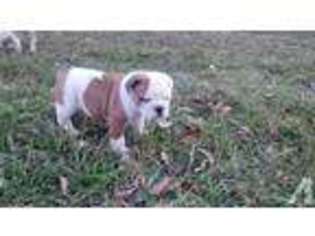 Olde English Bulldogge Puppy for sale in HALIFAX, VA, USA