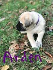 Mastiff Puppy for sale in Brogue, PA, USA
