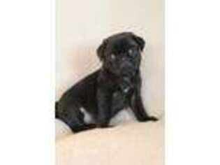 Pug Puppy for sale in Woodbury, PA, USA