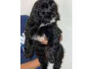 Portuguese Water Dog Puppy for sale in Downingtown, PA, USA