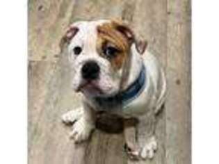 Bulldog Puppy for sale in Union City, GA, USA