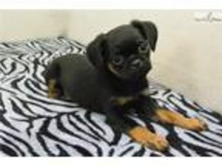 Brussels Griffon Puppy for sale in Fort Worth, TX, USA