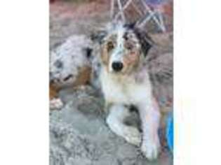Australian Shepherd Puppy for sale in Savannah, GA, USA