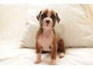 Boxer Puppy for sale in Baldwin, GA, USA