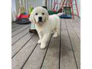 Mutt Puppy for sale in Poland, NY, USA