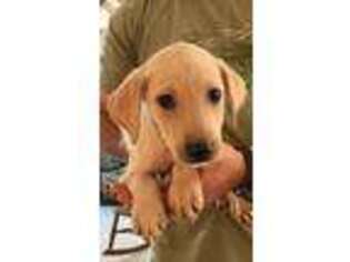 Labrador Retriever Puppy for sale in Zillah, WA, USA
