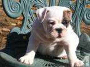 Bulldog Puppy for sale in ASHLAND CITY, TN, USA
