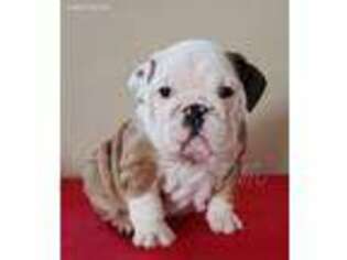 Bulldog Puppy for sale in West Liberty, KY, USA