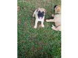 Bullmastiff Puppy for sale in Canon, GA, USA