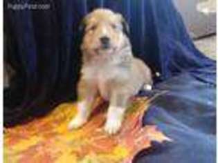 Collie Puppy for sale in Mattoon, IL, USA
